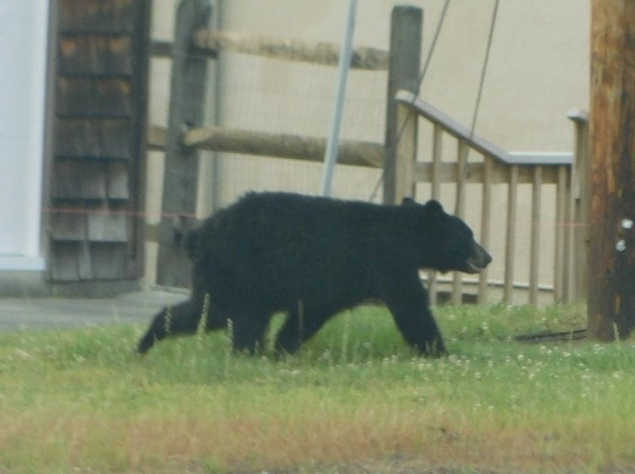 Black Bear Shot/Killed by Havre de Grace Police Near Promenade