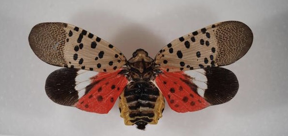 DNR Issues Spotted Lanternfly Quarantine in Cecil and Harford Counties