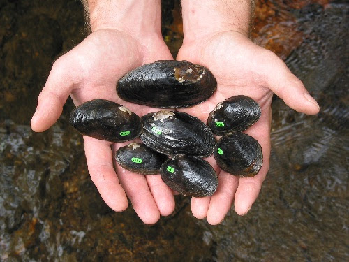 State Highway Administration, Dept of Natural Resources Partner to Relocate Mussels from Deer Creek