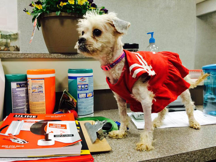 Phoenix Fund for Critical Animals Gives Neglected Edgewood Poodle New Leash on Life