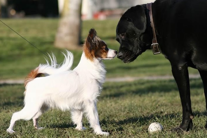 Harford County Opens New Dog Park in Abingdon