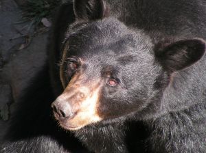 bear2.jpg