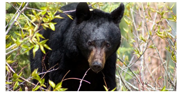 Black Bear Ambles Its Way Across Northern Harford County, Perhaps With Cub