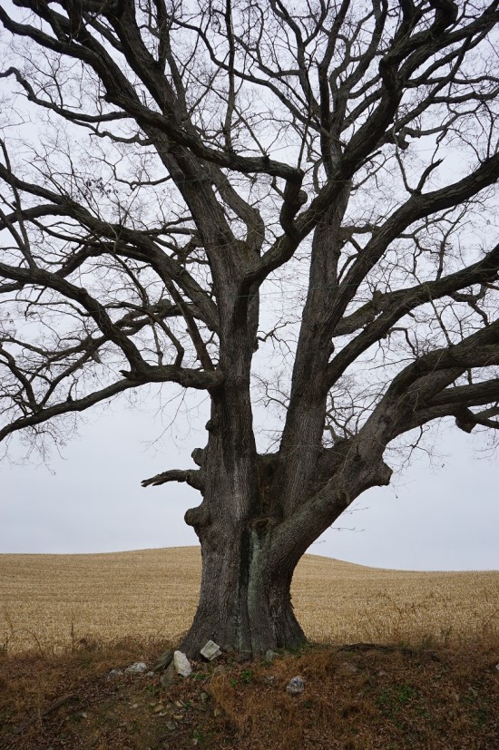 Champion Trees Re-Measured in Harford County