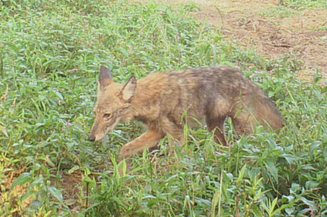 Coyotes Howling for a Future in Harford