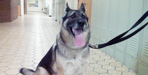 Casey on the Case: A Walk-Along With One of Harford County’s Drug-Sniffing Dogs