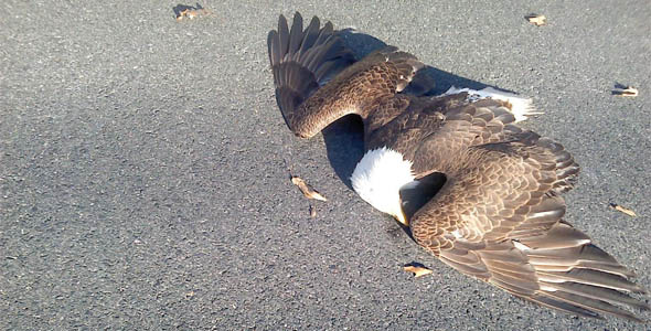 He Fell From The Sky: Rescuers Come to Aid of Bald Eagle Injured on Route 40 in Edgewood