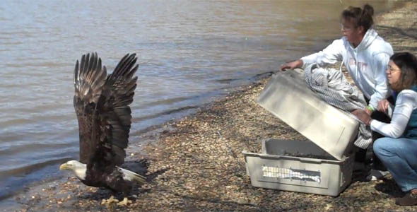 “Fly Strong, Soar High, Live Free” – Rescued Route 40 Bald Eagle Returns to Edgewood Skies
