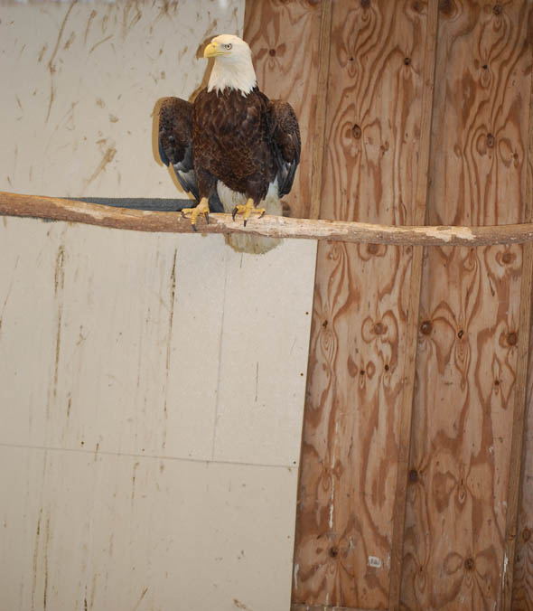 “Fly Strong, Soar High, Live Free” – Rescued Route 40 Bald Eagle Returns to Edgewood Skies