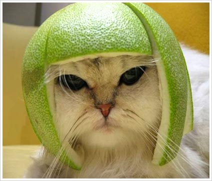 Cut This: A Cat Looking For A Fruit Bowl Battle
