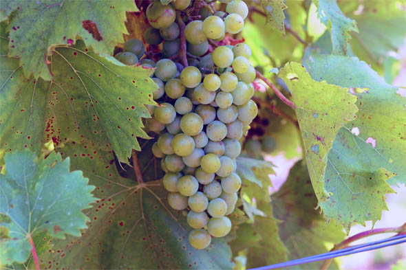 The Grapes of Havre de Grace: The Growing Season