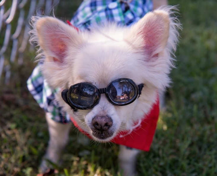 Havre de Grace Hosts First Bark For Life Event in Harford County at K-9 Cody Dog Park