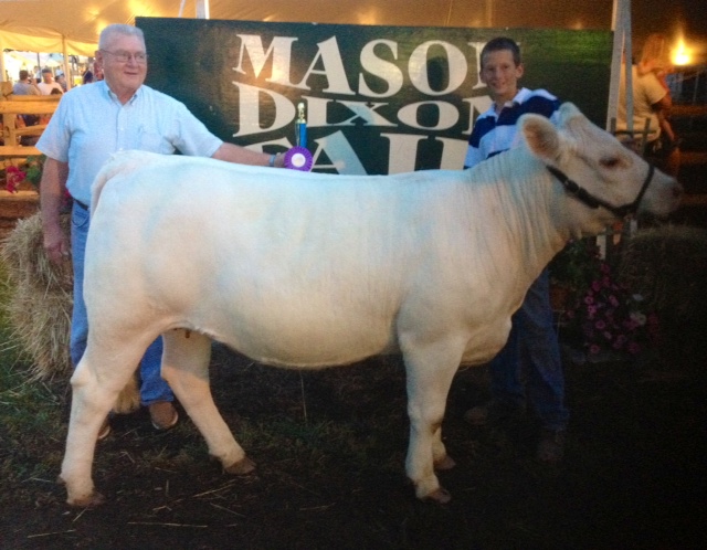 Harford County Youth Compete in Mason Dixon Fair Junior and Open Heifer Show