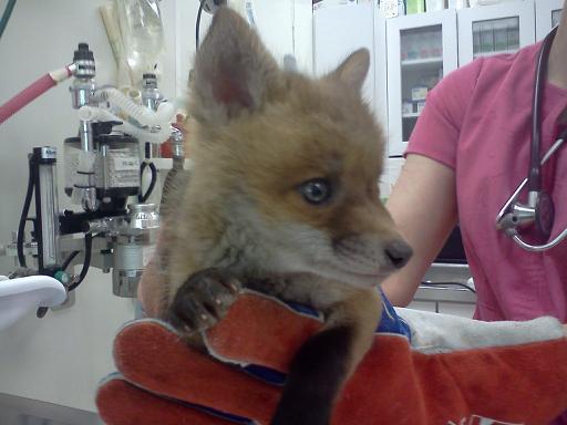 Joppa-Magnolia Volunteer Firefighters May Receive Health Assessment after Rescuing Fox; Animal Euthanized to Test for Rabies