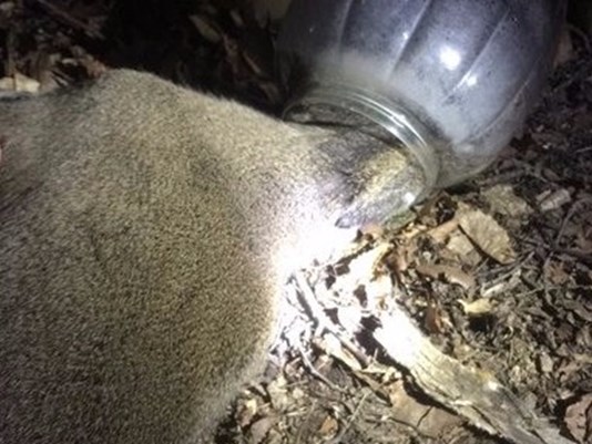 Natural Resources Staff Rescues “Jughead” the Deer in Bel Air
