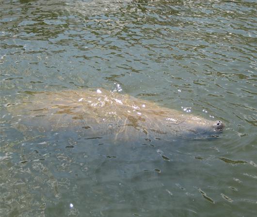 Wayward Manatee Surfaces In Havre de Grace: Boat Cautiously ‘Til The Sea Cows Come Home