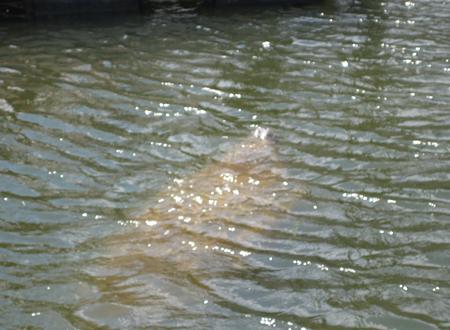 manatee2