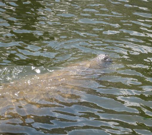 manatee3