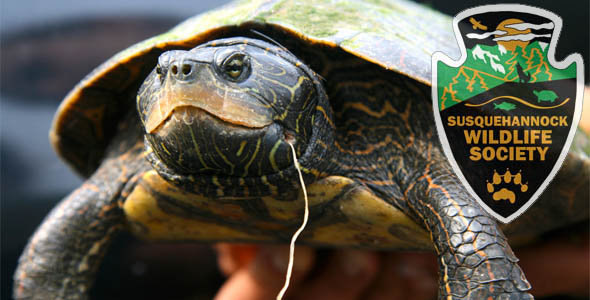 On the Wild Side: Mapping a Path for Local Wildlife Rescue; Teamwork Saves Endangered Turtle on the Susquehanna