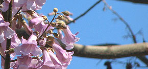 Stealing An Empress: Illegal Harvesting Of Maryland Paulownia Trees For The Asian Bridal Industry