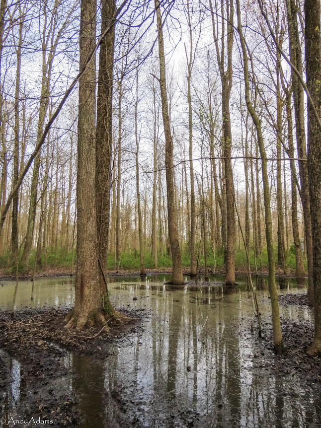 Harford Land Trust Partners with APG and County to Preserve Perryman Forest