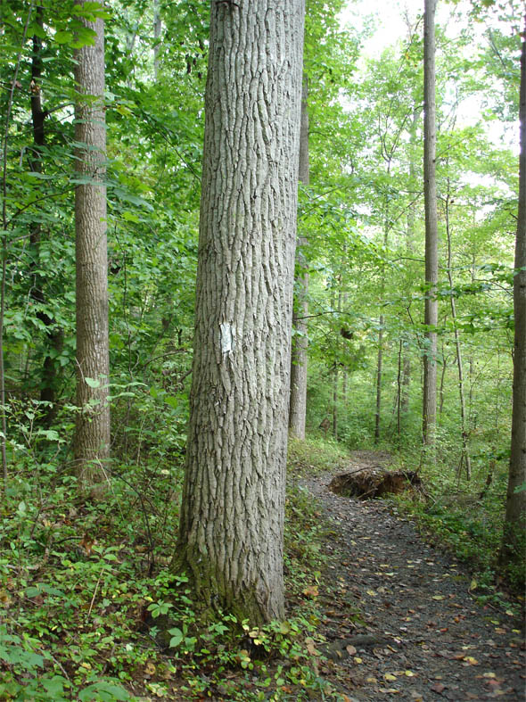 Big Tree in Rocks State Park is Crowned Maryland State Champion; Second Tallest Bigtooth Aspen in America