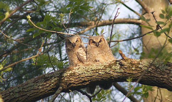 Depman: Great Horned Owls Raise Family Near Bel Air Golf Course