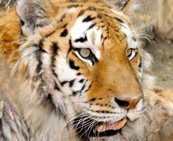 Plumpton Park Zoo in Cecil County Mourns Loss of Siberian Tiger
