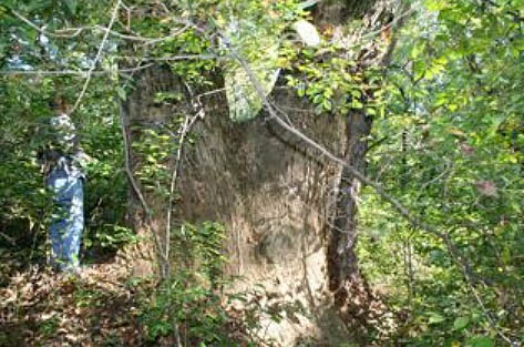 Former State Forester Discovers Huge Tree in Susquehanna State Park; 2nd Largest Yellow Poplar in Maryland, 2nd Largest Tree in Harford County