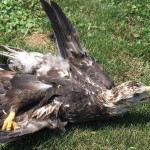 Bald Eagle Shot Near Havre de Grace on 4th of July; Police Seek Suspects