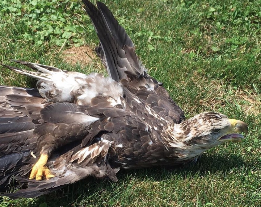 Bald Eagle Shot Near Havre de Grace on 4th of July; Police Seek Suspects