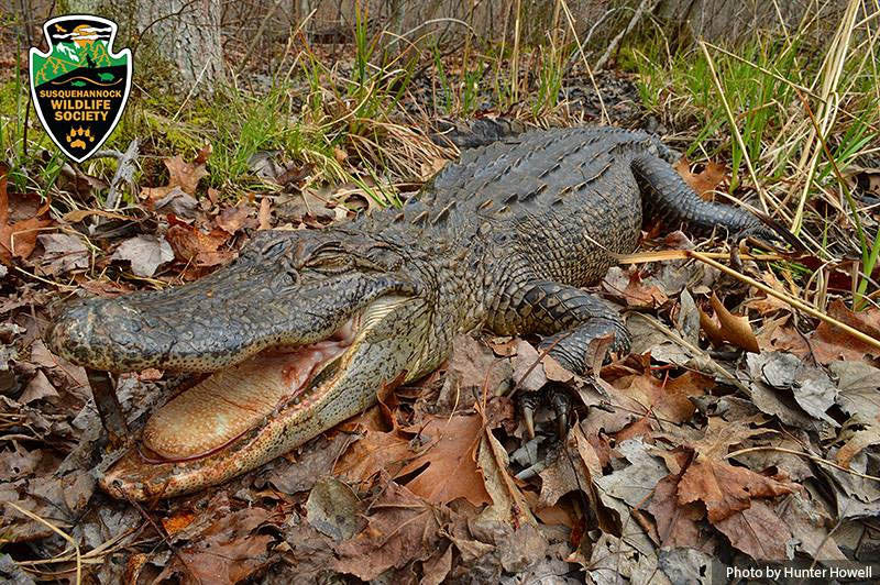American Alligator Found Dead in Harford County; Reinforces Dangers of Releasing Pets into Wild