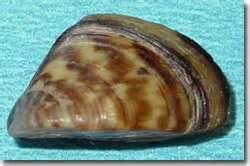 More Zebra Mussels Found in Upper Chesapeake Bay; Invasive Species Attached to Bouys Off Havre de Grace